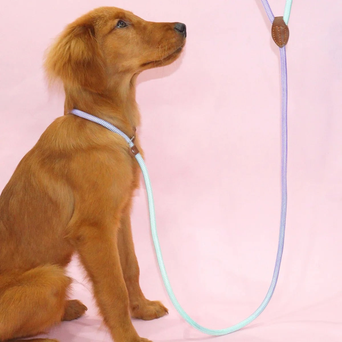 Laisse résistante aux intempéries pour chien usage intérieur
